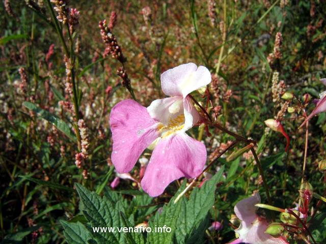  Balsamina di Balfour 